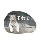 動物さん達大集合だわいわい（個別スタンプ：13）