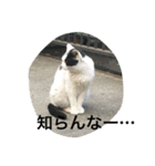 動物さん達大集合だわいわい（個別スタンプ：14）