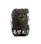 動物さん達大集合だわいわい（個別スタンプ：15）
