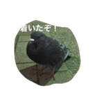 動物さん達大集合だわいわい（個別スタンプ：17）