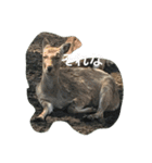 動物さん達大集合だわいわい（個別スタンプ：20）