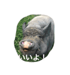 動物さん達大集合だわいわい（個別スタンプ：21）