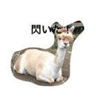 動物さん達大集合だわいわい（個別スタンプ：22）