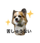 はうるん（個別スタンプ：4）