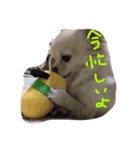 ミンテーその1（個別スタンプ：8）