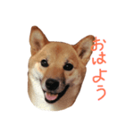 柴犬 きなこ（個別スタンプ：1）