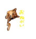 柴犬 きなこ（個別スタンプ：6）