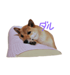 柴犬 きなこ（個別スタンプ：12）