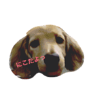 優菜の周りのいぬ（個別スタンプ：1）