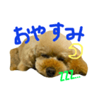 Jewel＆Lloyd（個別スタンプ：6）