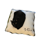 たまもこ猫ちゃん（個別スタンプ：14）