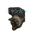 ソラの日常（個別スタンプ：2）