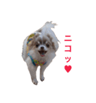 ハーブなちわわんず（個別スタンプ：20）