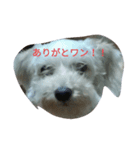日常 犬（個別スタンプ：1）