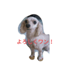 日常 犬（個別スタンプ：2）