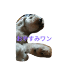 日常 犬（個別スタンプ：5）