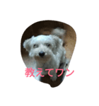日常 犬（個別スタンプ：6）