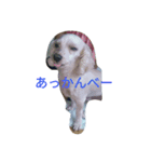 日常 犬（個別スタンプ：7）