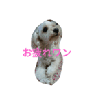 日常 犬（個別スタンプ：8）