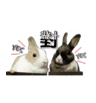 FiFi ＆ BeBe wanna say something（個別スタンプ：14）