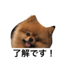 ポメラニアン  ～Q太郎の毎日～（個別スタンプ：23）