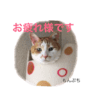 猫のお友達1（個別スタンプ：18）