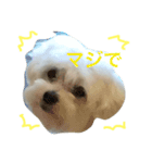 ハッピーゆきまる1（個別スタンプ：1）