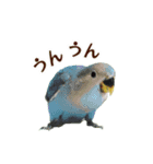 インコの会話（個別スタンプ：9）