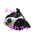 ぼーだーず。（個別スタンプ：1）
