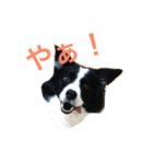 ぼーだーず。（個別スタンプ：3）