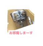 るれなんず〜うちのねこ〜（個別スタンプ：5）