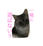 るれなんず〜うちのねこ〜（個別スタンプ：19）