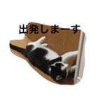 資さんスタンプ②（個別スタンプ：12）