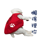 Maomao dog（個別スタンプ：16）