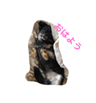 ブラックタンのチワワくん（個別スタンプ：9）