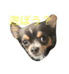 チワワ ブルータンホワイト（個別スタンプ：1）
