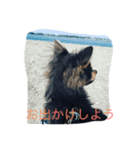 チワワ ブルータンホワイト（個別スタンプ：5）