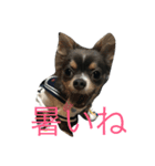 チワワ ブルータンホワイト（個別スタンプ：6）