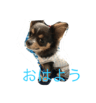チワワ ブルータンホワイト（個別スタンプ：8）