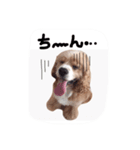 キュートなコロちゃん（個別スタンプ：8）