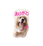 キュートなコロちゃん（個別スタンプ：13）