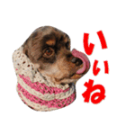 ラブリーコッカースパニエル（個別スタンプ：2）