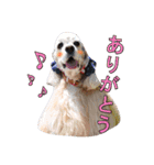 ラブリーコッカースパニエル（個別スタンプ：3）