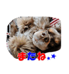 ラブリーコッカースパニエル（個別スタンプ：4）