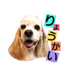 ラブリーコッカースパニエル（個別スタンプ：9）
