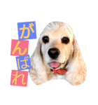 ラブリーコッカースパニエル（個別スタンプ：12）