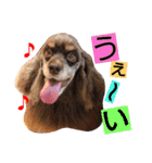 ラブリーコッカースパニエル（個別スタンプ：14）