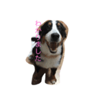 日常 犬（個別スタンプ：1）
