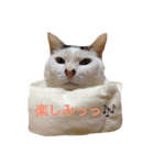 猫 貓 cat 40（個別スタンプ：16）