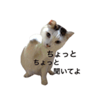 猫 貓 cat 40（個別スタンプ：23）